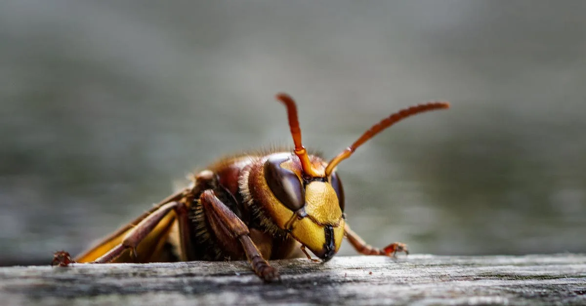 découvrez tout sur le frelon géant : son habitat, son comportement, et comment le reconnaître.