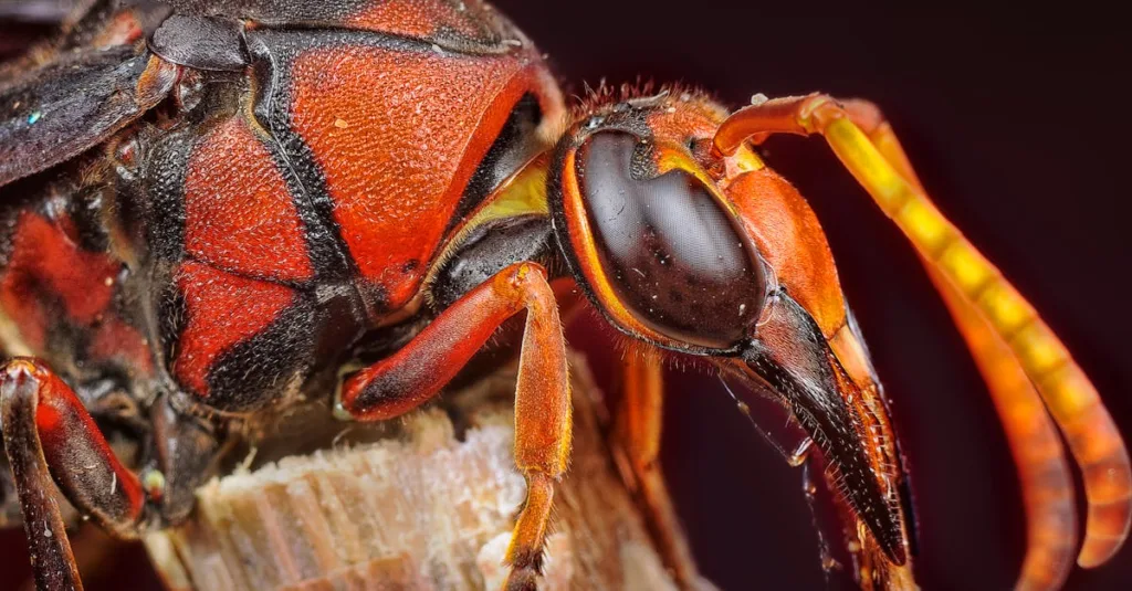 découvrez tout sur le frelon géant, son habitat, son comportement et les précautions à prendre face à cet insecte impressionnant.