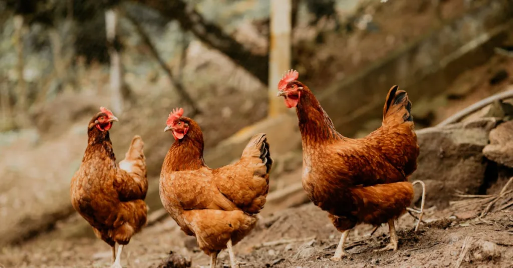 découvrez des remèdes naturels efficaces pour améliorer la ponte de vos poules et favoriser leur santé au quotidien.