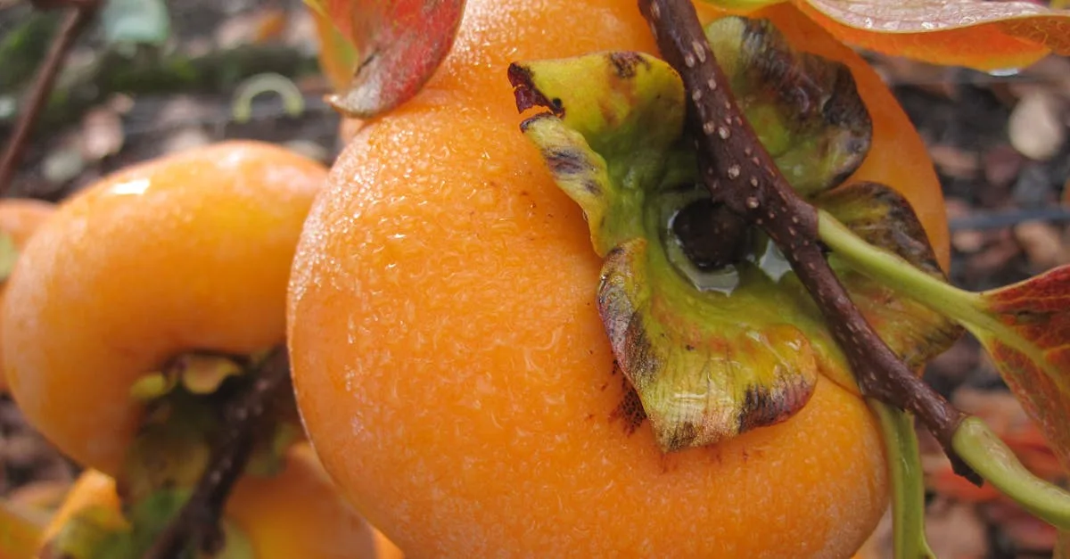 découvrez tout sur le kaki (persimmon) : fruit délicieux et nutritif, riche en vitamines, parfait pour vos recettes sucrées et salées.