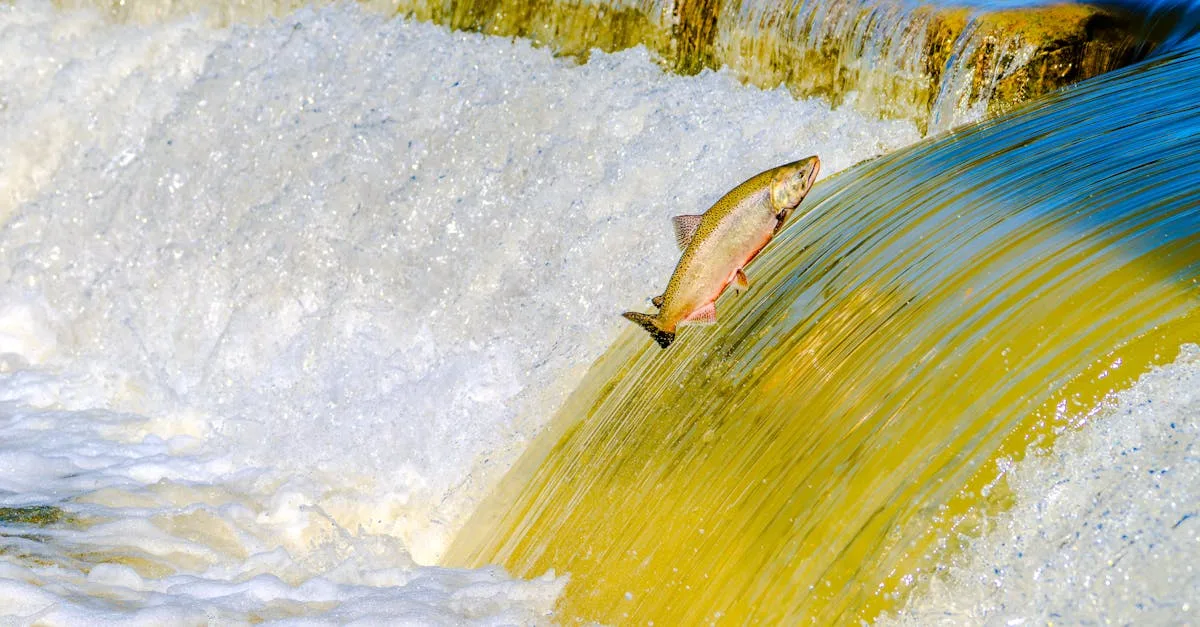 informations importantes sur le rappel de saumon : découvrez les raisons, les marques concernées et les mesures de sécurité à prendre pour protéger votre santé.