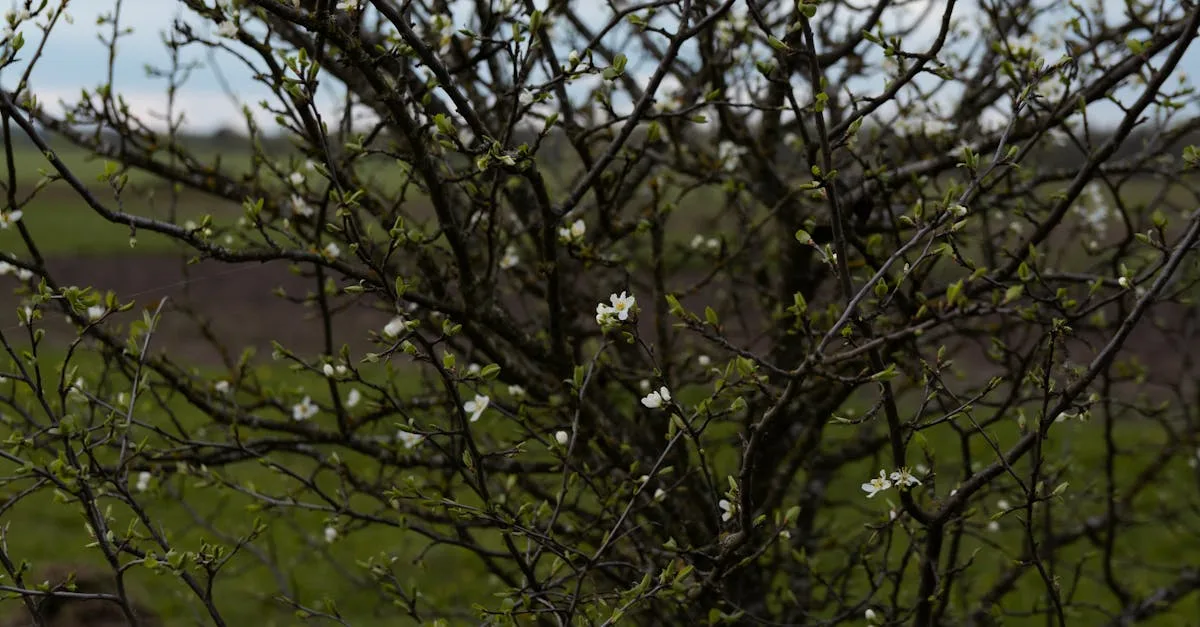 découvrez l'amelanchier, un arbuste aux magnifiques fleurs blanches et aux fruits délicieux, idéal pour embellir votre jardin et attirer la biodiversité.