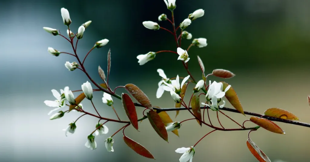 découvrez l'amelanchier, un arbuste élégant aux fleurs blanches délicates et aux baies savoureuses, idéal pour embellir votre jardin et attirer les oiseaux.