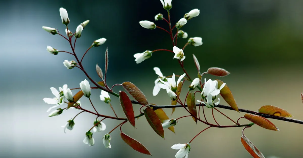découvrez l'amelanchier, un arbuste élégant aux fleurs blanches délicates et aux baies savoureuses, idéal pour embellir votre jardin et attirer les oiseaux.