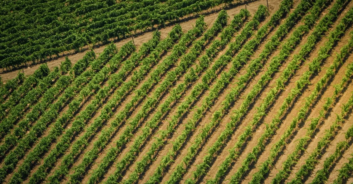 découvrez l'agriculture écologique : des pratiques durables pour préserver l'environnement, favoriser la biodiversité et produire des aliments sains.