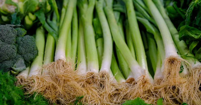 découvrez une liste de légumes commençant par la lettre u, idéale pour enrichir vos recettes et diversifier votre alimentation.