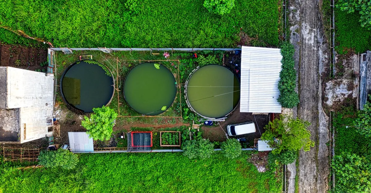 découvrez l'aquaponie, un système écologique combinant culture de plantes et élevage de poissons pour un jardinage durable et productif.