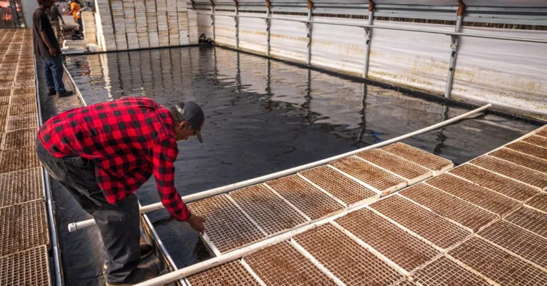 découvrez l'aquaponie, une méthode durable alliant culture de plantes et élevage de poissons pour un écosystème autosuffisant et écologique.