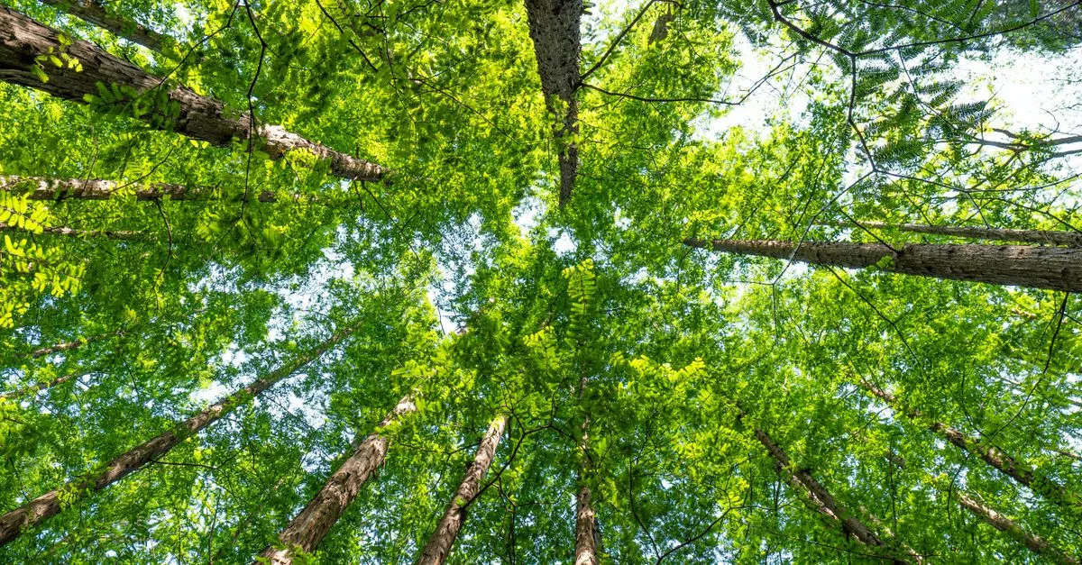 découvrez les réglementations environnementales essentielles pour protéger notre planète et assurer un développement durable responsable.