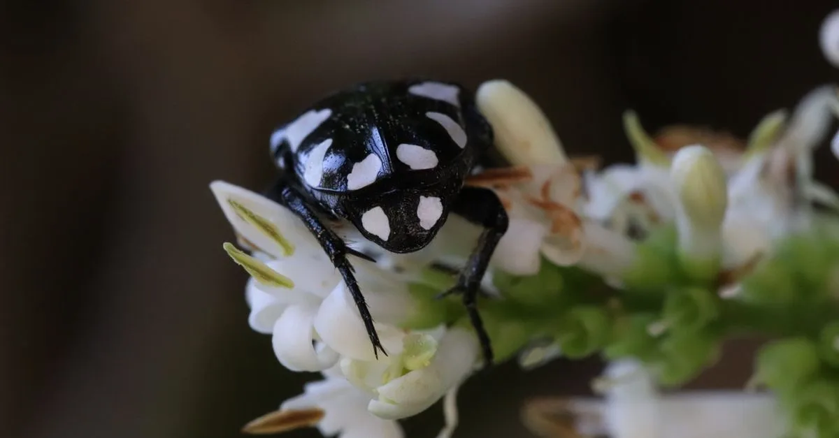 découvrez tout sur les insectes noirs : leurs caractéristiques, habitats et rôles dans l'écosystème.