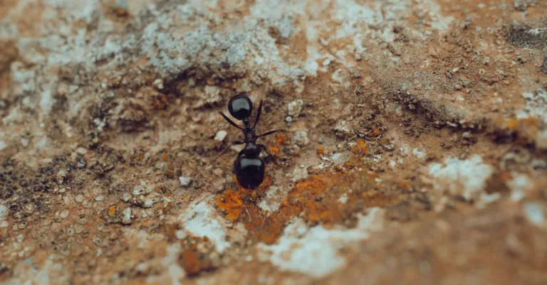 découvrez tout sur les insectes noirs : leurs caractéristiques, habitats et rôles dans l'écosystème.
