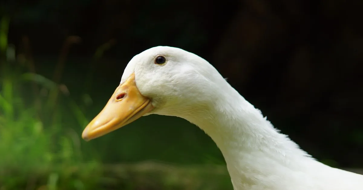 découvrez des accompagnements délicieux et raffinés pour sublimer votre magret de canard, alliant saveurs et élégance pour un repas réussi.
