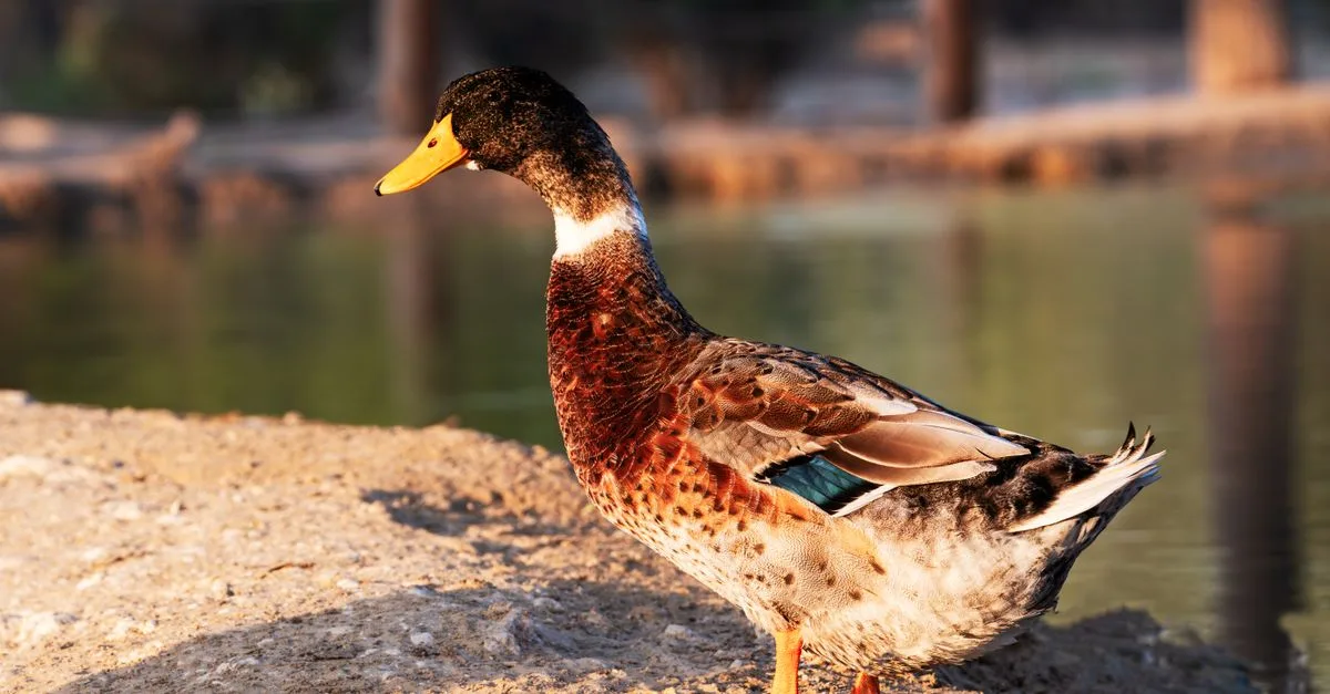 découvrez des accompagnements délicieux et raffinés pour sublimer votre magret de canard, parfaits pour un repas savoureux et équilibré.