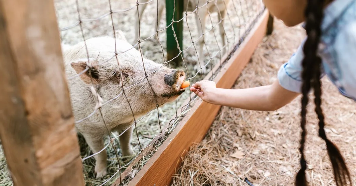 découvrez des activités pédagogiques à la ferme pour apprendre en s'amusant, idéales pour les enfants et les familles souhaitant explorer la nature et l'agriculture.
