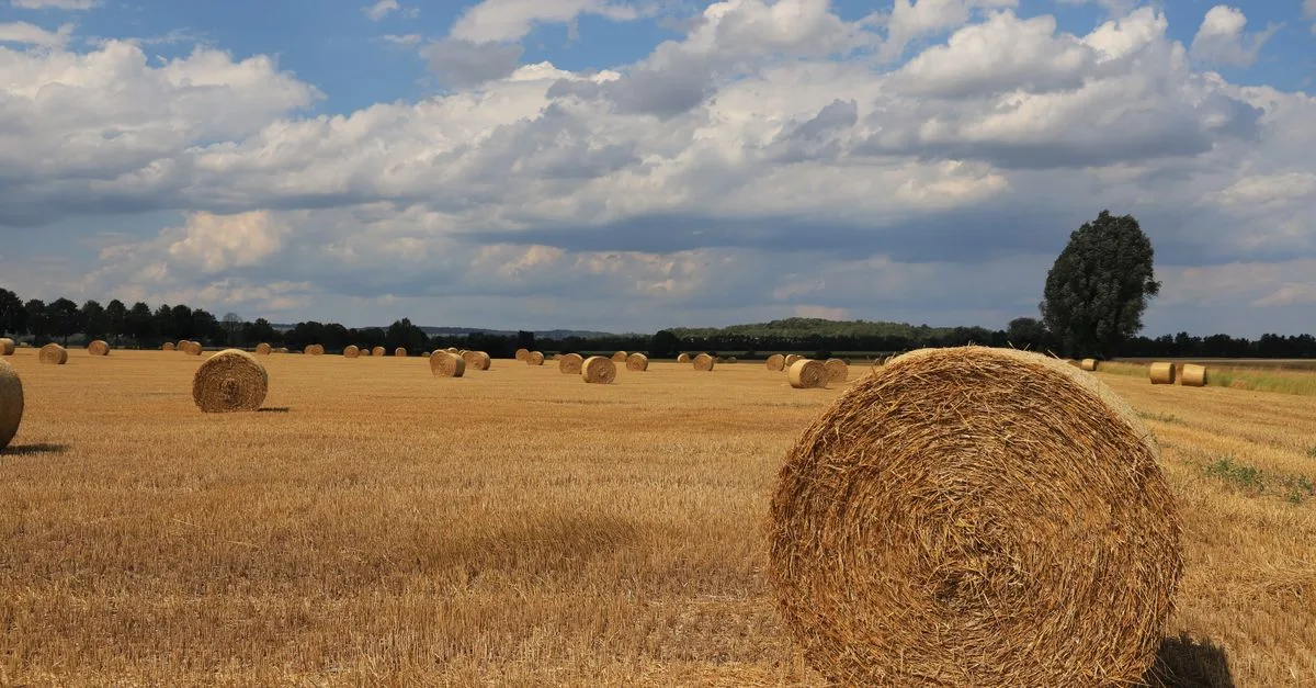 découvrez tout sur la ferme : activités agricoles, élevage, culture et vie à la campagne.