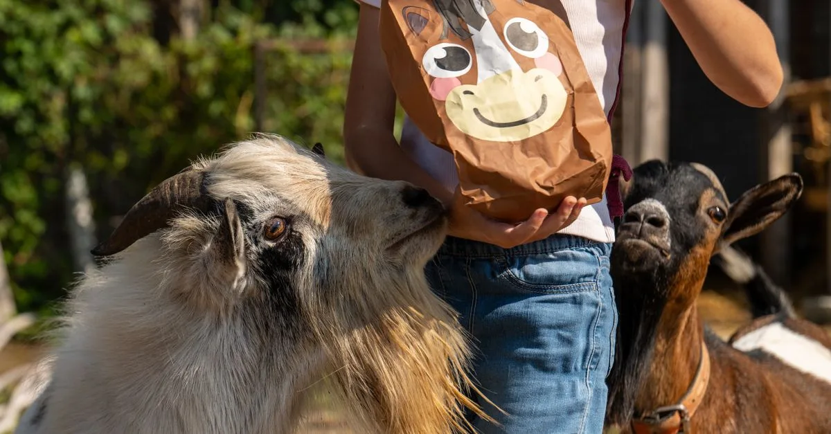 découvrez les spécialités et activités du farm-inn : un séjour authentique à la ferme avec des expériences uniques, des produits locaux frais et des loisirs en pleine nature pour toute la famille.