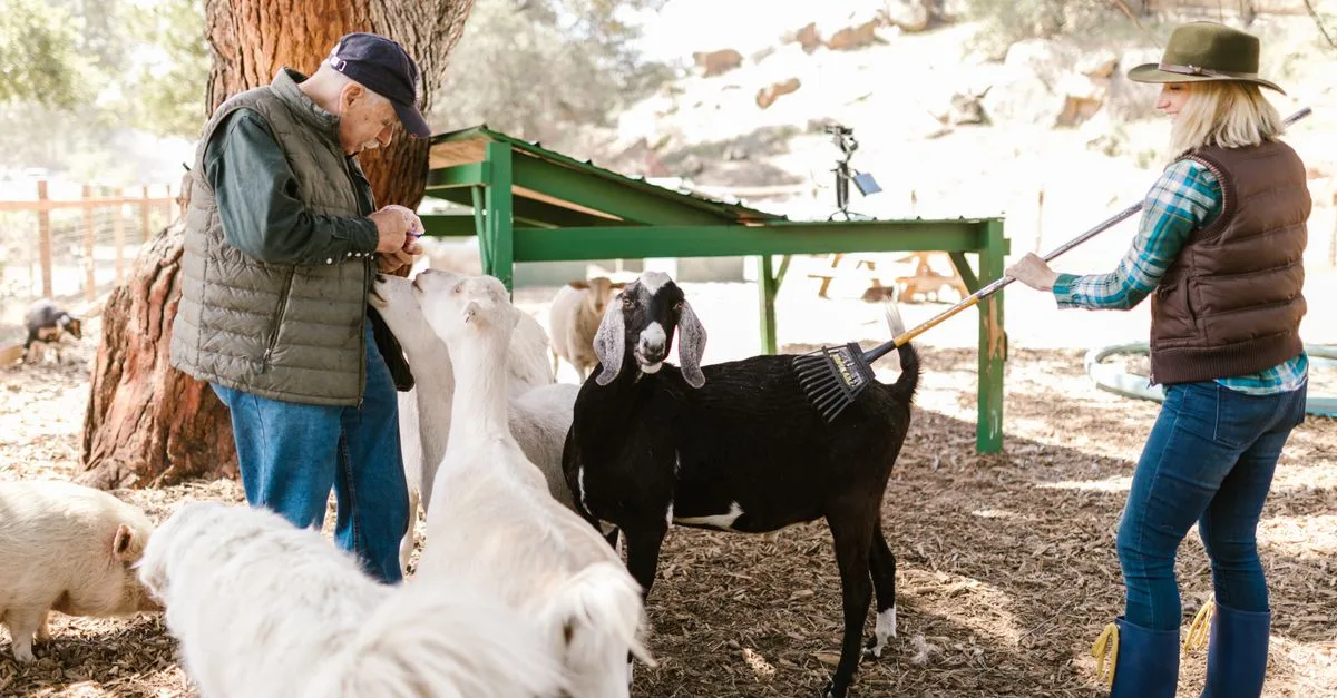 découvrez les activités et spécialités offertes par farm-inn : une expérience unique à la ferme alliant détente, découverte et saveurs authentiques.
