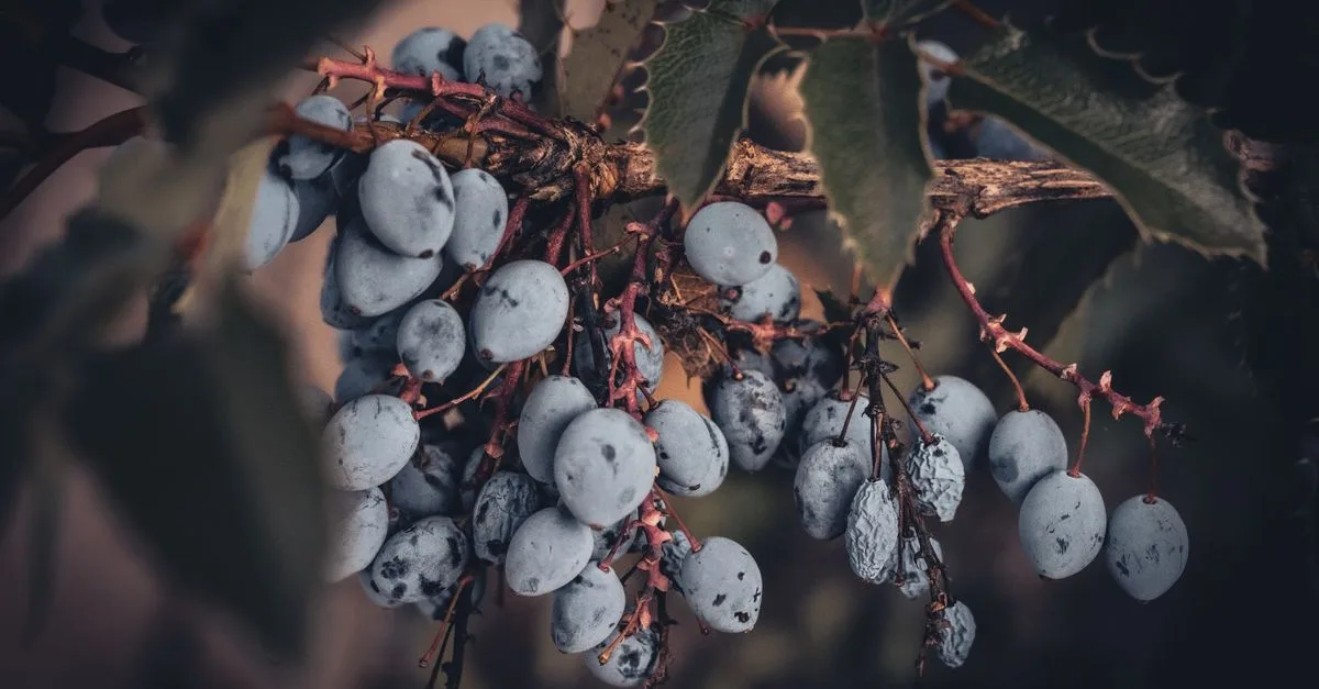 découvrez une liste de fruits dont le nom commence par la lettre r, incluant leurs caractéristiques et bienfaits pour la santé.