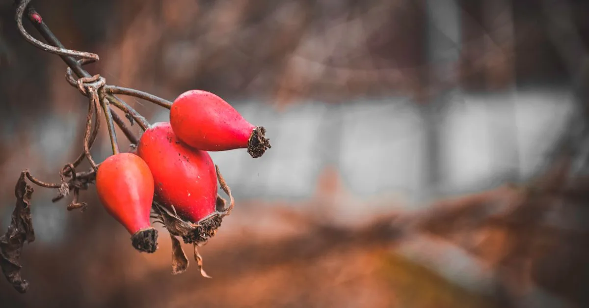 découvrez une liste de fruits délicieux dont le nom commence par la lettre r, parfaits pour enrichir votre alimentation et vos recettes.