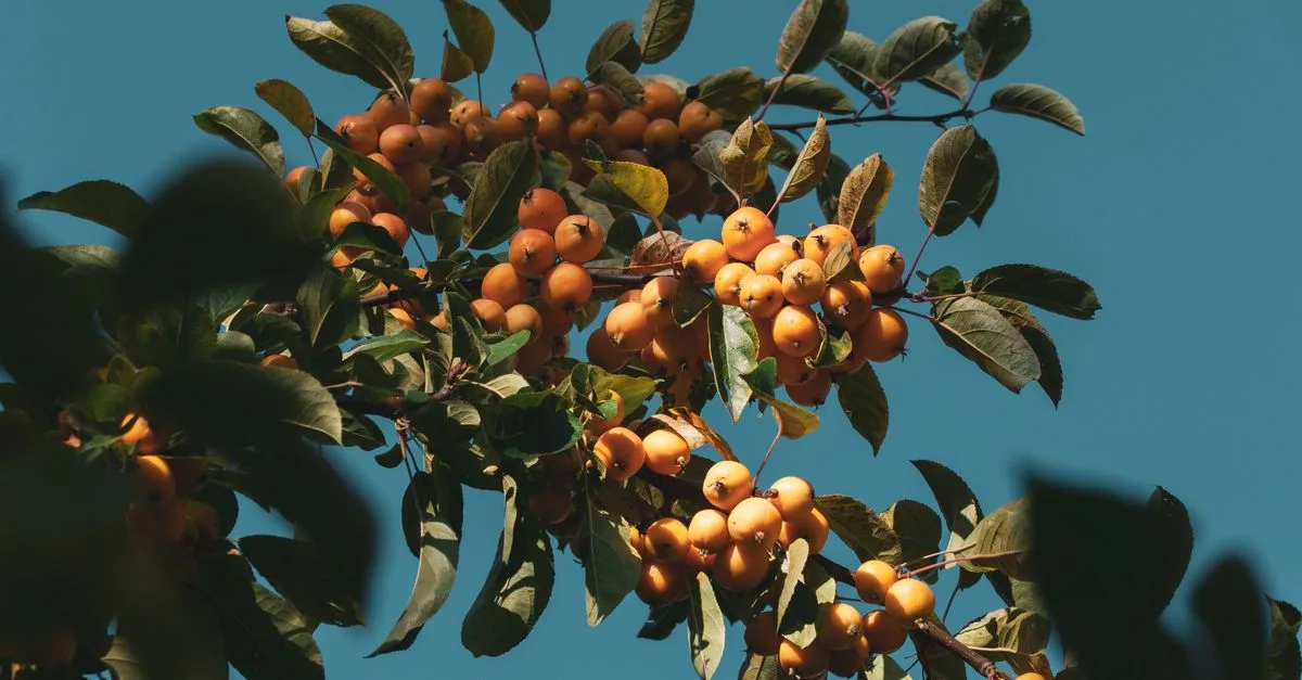 découvrez une liste unique de fruits dont le nom commence par la lettre u, pour enrichir votre connaissance et votre alimentation.