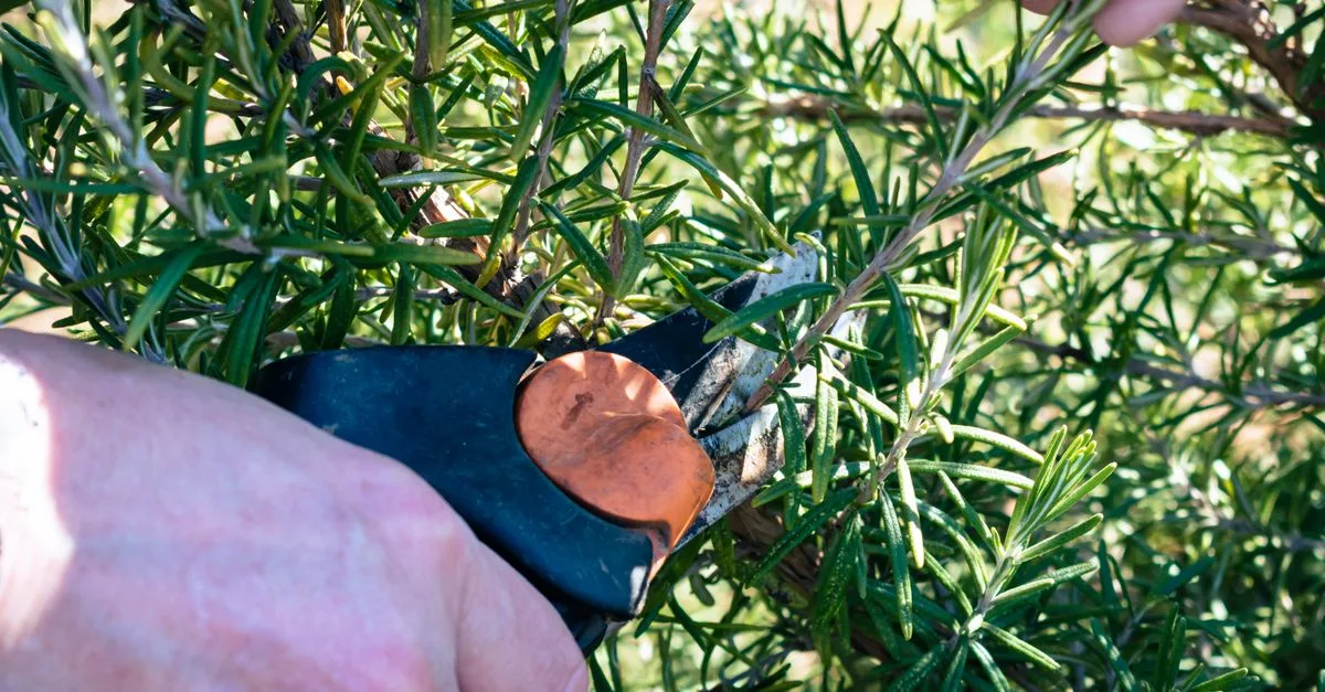 découvrez nos conseils et techniques de taille pour entretenir vos plantes et arbres, favoriser leur croissance et améliorer leur santé.