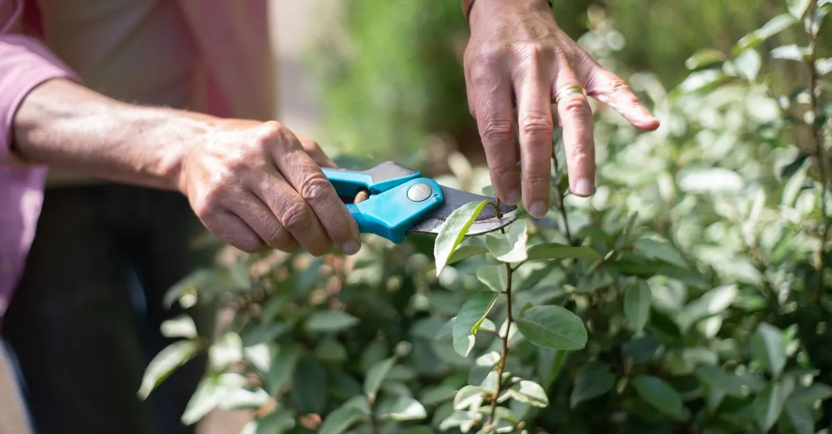 guide complet sur l'élagage : techniques, conseils et astuces pour tailler vos arbres et arbustes efficacement.