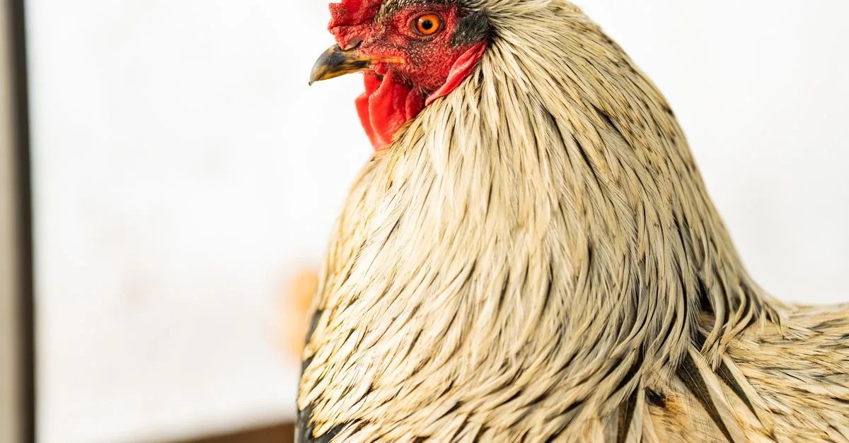 découvrez les meilleurs morceaux de poulet pour une recette au cidre tendre et savoureuse : cuisses, hauts de cuisse et conseils de cuisson.